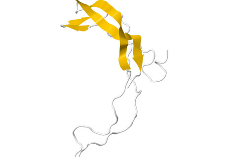 Antibody Found That Targets Osteoporosis