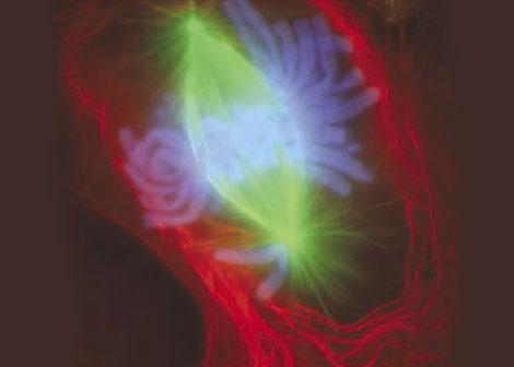 Time to Stress Test PRP and Stem Cell Products