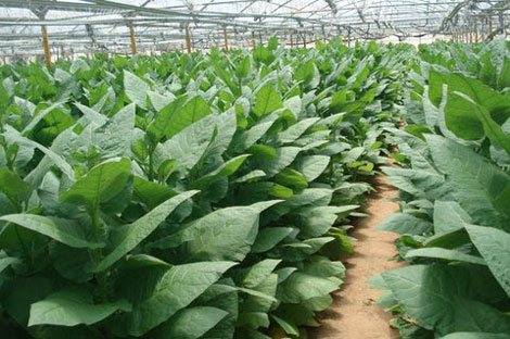 Human Collagen From Tobacco?