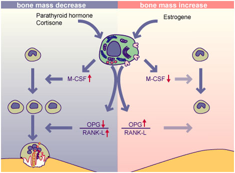 Stem Cells Inhibit Bone Carcinomas