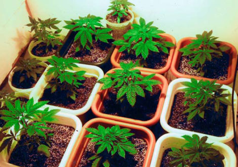 Medical Marijuana in Orthopedics