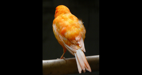 Don't Expose Your Tail: Reporting Endorsement