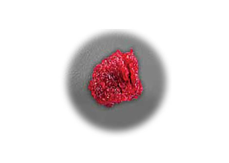 Advanced Biologics Validates Growth Factor in OsteoAMP