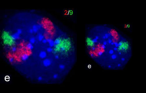 Remarkable Stem Cell News From Shanghai