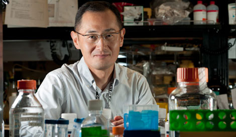 Japanese Scientists Test Yamanaka’s Work
