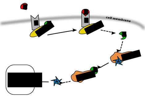 Scripps Researchers Make Headway on RA
