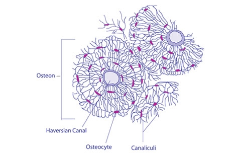 Prevent/Arrest Osteoporosis With Antibody