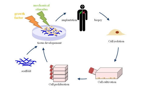 Researchers Dramatically Expanding Study of Regenerated Tissues