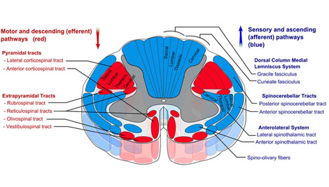 From Umbilical Cord to Spinal Cord