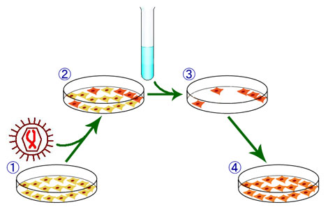 Korean Scientists Speed Up iPS Development