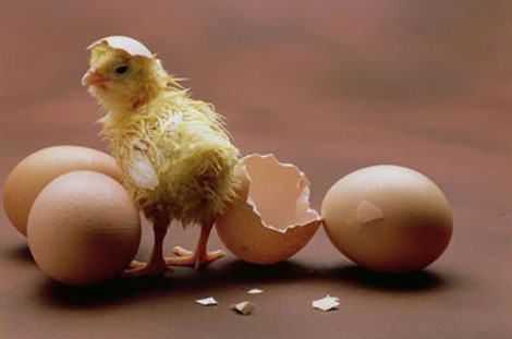 Hatching a Joint Pain Relief Solution