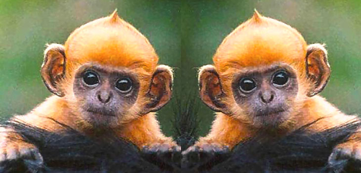 Stem Cells Treat Monkeys With Parkinson&rsquo;s