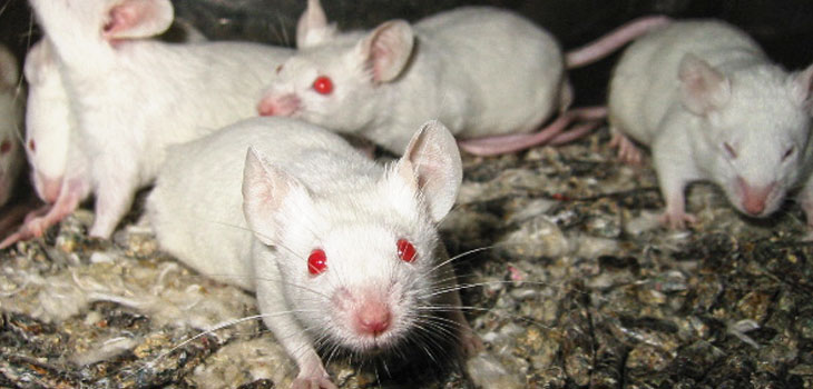 Stem Cells Benefit ALS Mice