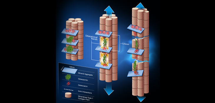 Rensselaer Researchers Delve Into Osteocalcin