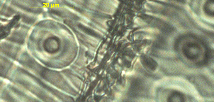 Wood Suggested for Bone Replacement