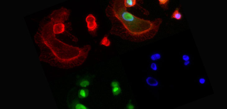Stem Cells Recruit Others to Do Work