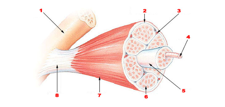 Tissue Engineering for Trauma: New Model