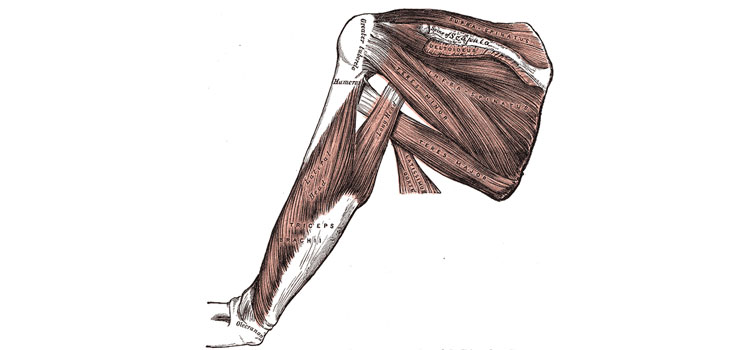 FDA Clearance for STR’s Rotator Cuff Repair Scaffold