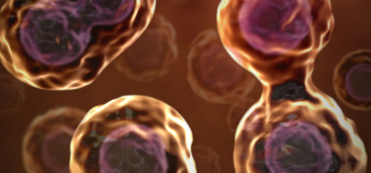 Mesoblast Tees Up Phase 3 Stem Cell Spine Test