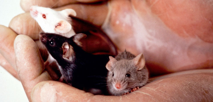 Stem Cells Revive Aging Blood Cells in Mice