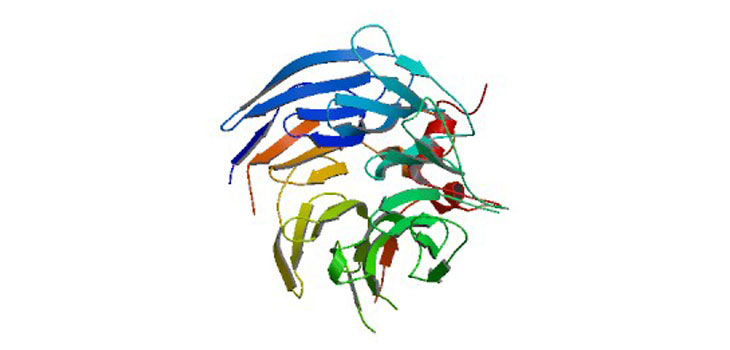 New Protein Could Help Fracture Healing