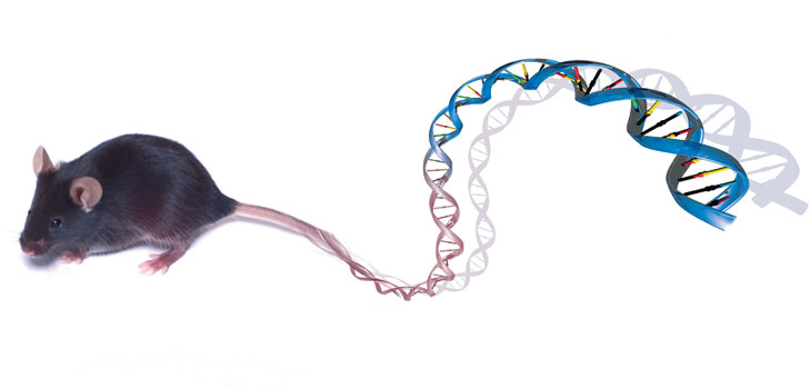 Stem Cells Treat Mice With Muscular Dystrophy