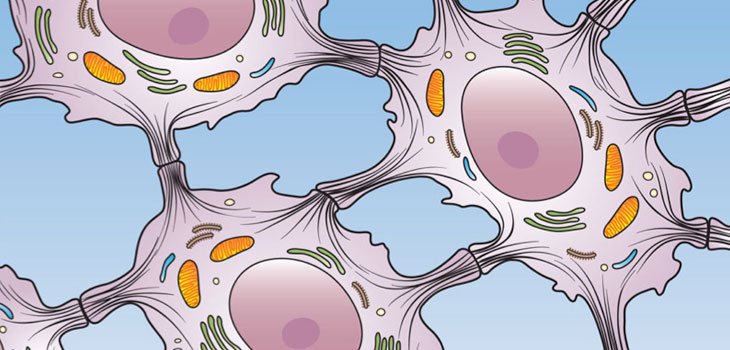Researchers Create Bone From iPS Skin Cells