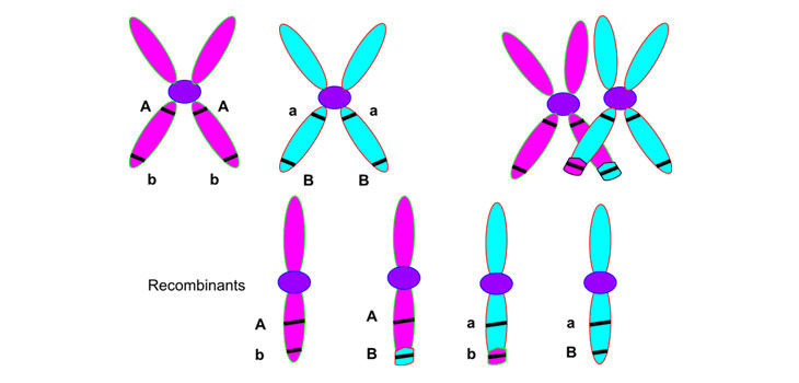 Gene Variation Determines OA Progression