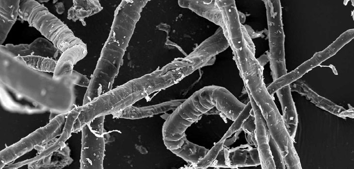 Natural Fibers Good Stem Cell Matrix