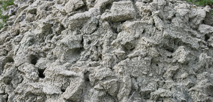 Humble Clay Induces Stem Cell Change
