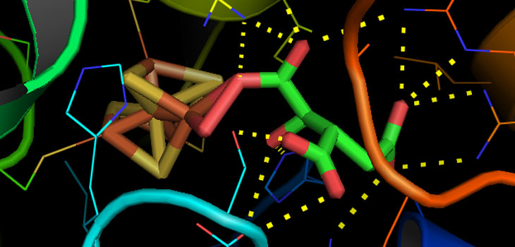 Genes May Bias Stem Cell Development