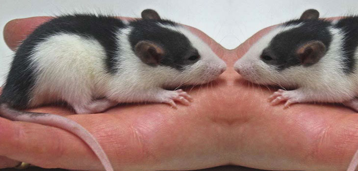 Stem Cells Effective Against ALS in Rat Study