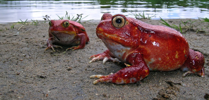 Amphibians Do It – Can Humans?
