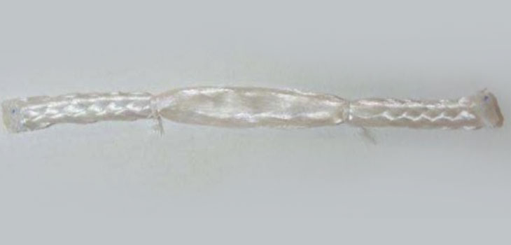 Soft Tissue Regeneration: First Patient in L-C Ligament Trial
