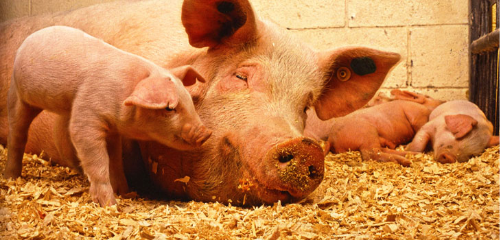 Pig Intestines May Aid Bone Repair