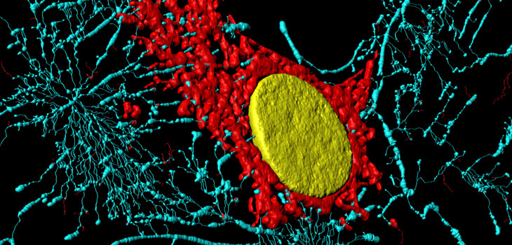 Cartilage Cell Repair System Granted U.S. Patents