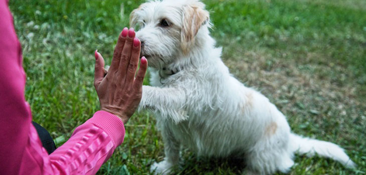 Pet Remedy Tested For Humans