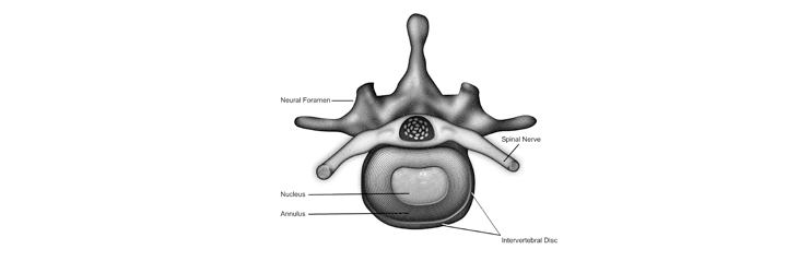 Cartilage Regeneration Technology Awarded Patent Protection