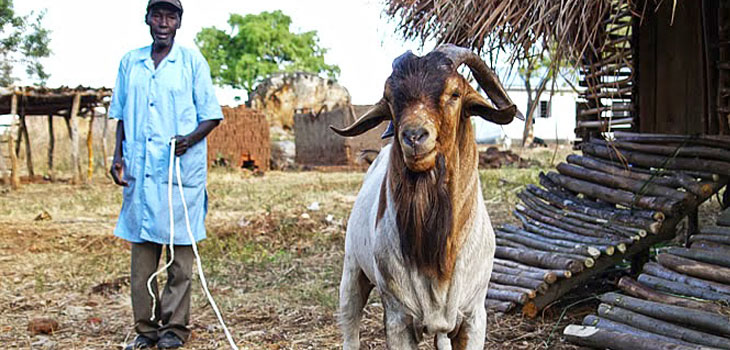 Injured by a Goat (and Other Stories From the Uganda Spine Surgery Mission) PART II