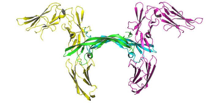 Iowa Bio-Patch Regenerates Bone