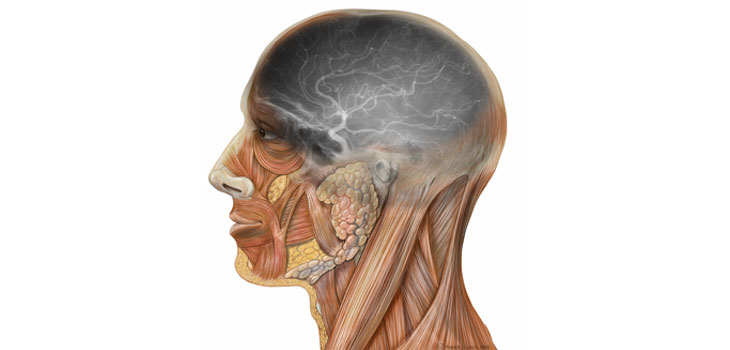 It’s Probably a Fact: Men Are Hard Headed