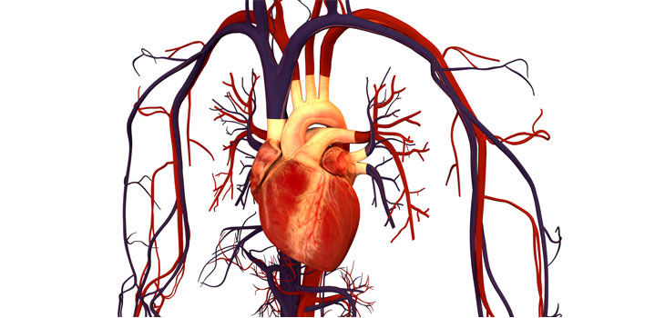 Change the Hip, Improve the Heart