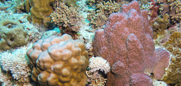 Specially Treated Sea-Coral Succeeds as Bone Graft