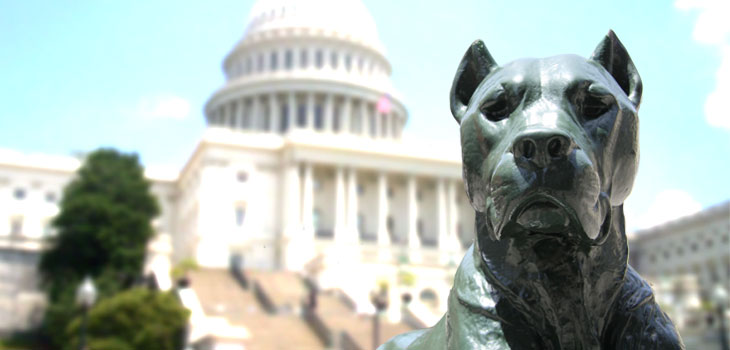 Device Tax and Physician Pay: Congress’ Chew Toys