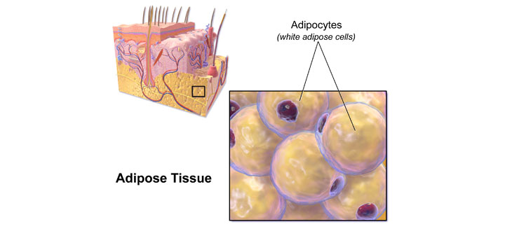 Fatty Tissue Stem Cells Repair Bones