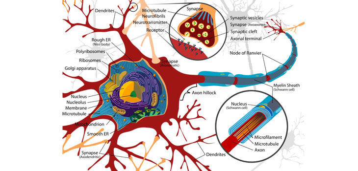 Stem Cells Help Bridge Nerve Gap