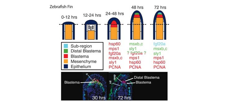 Bone Regeneration Idea Not Farfetched