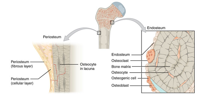 Stem Cells Taken From Periosteum