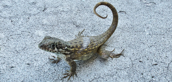 Lizard Tails Prompt Cartilage Study