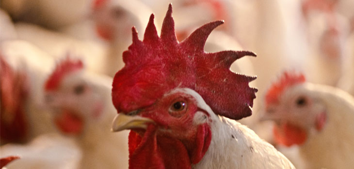 Chickens and Carpel Tunnel Syndrome